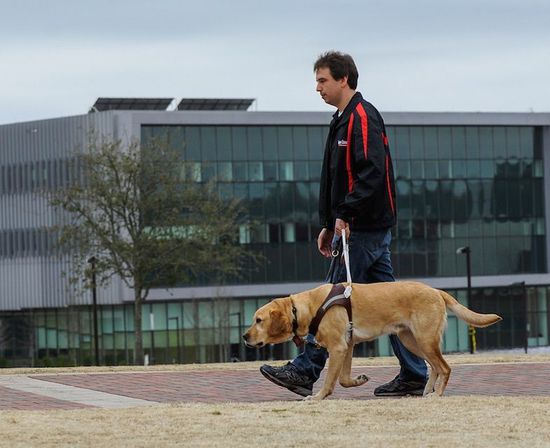 美研究可穿戴装备 关注导盲犬压力情况